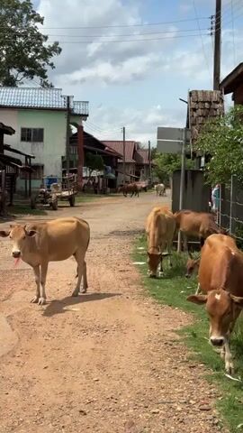 A vertical video captures a rural village street scene with several cows and a calf. The cows are mostly light brown with some darker brown markings. One cow in the foreground on the left stands facing forward, with its tongue slightly out. Another cow in the foreground on the right walks towards the camera. Several other cows are scattered throughout the scene, with some grazing on the grass by the side of the dirt road. A small calf stands near the grazing cows. The road is dirt and appears well-traveled. On the left side of the road, there are buildings with light-colored walls and tiled roofs. Some of these buildings appear to be homes or small shops. A cart is parked in front of one of the buildings. On the right side of the road, there is a fence and more vegetation. In the background, more buildings and trees are visible under a cloudy sky. There are power lines running overhead. The overall impression is a peaceful, everyday scene in a rural community where livestock roam freely.