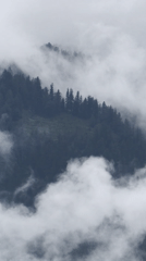 Misty morning in Vashisht: clouds, forests, and village life