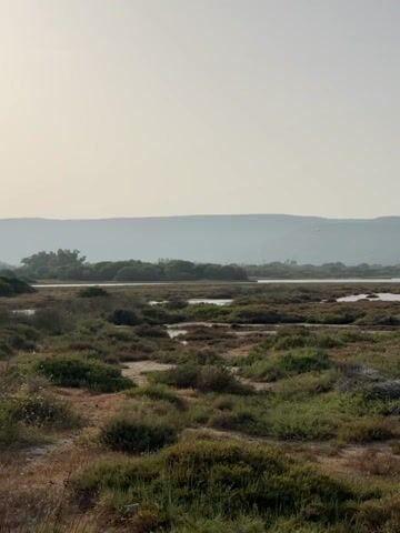 A desolate, marshy landscape stretches across the frame, dominated by low-lying vegetation in various shades of green and brown. Small pools of water are scattered throughout the marsh, reflecting the pale, overcast sky. In the distance, hazy hills form a soft backdrop against the horizon. A few dead trees and scrubby bushes punctuate the foreground, adding to the barren atmosphere. No people or animals are visible. The scene appears still and quiet, evoking a sense of untouched wilderness.