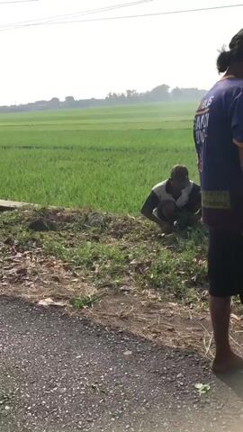 The video shows a rural scene with a vast green rice field stretching into the distance under a bright sky. In the foreground, a person wearing a blue and white shirt and a hat is crouched down, appearing to tend to the vegetation near a dirt path. To the right, another person, partially visible from the back and wearing a dark blue t-shirt with yellow lettering and black shorts, stands by the path. The path itself is made of asphalt and is in the lower left corner of the frame. The overall impression is one of agricultural activity in a sunny, open environment.