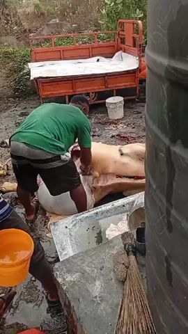 A man in a green shirt and dark shorts is butchering a pig in a grey metal trough outside. Another man holds a yellow bucket nearby. The ground around the trough is stained with blood. Behind the man is a small orange flatbed truck. A black water tank is partially visible in the right foreground. The sky is overcast.