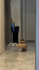 Yorkshire Terrier carries oversized slipper through Burgas home