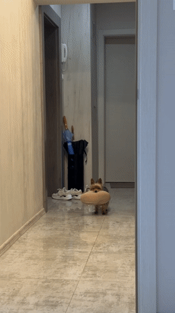 Yorkshire Terrier carries oversized slipper through Burgas home