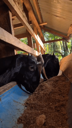 Goats feeding in a rustic wooden barn pen in Indonesia
