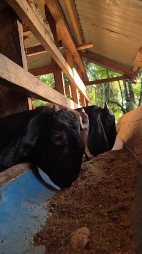Goats feeding in a rustic wooden barn pen in Indonesia