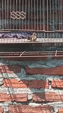 A small brown bird is perched on a horizontal bar inside a cage. The cage is made of vertical metal bars and has a decorative metal lattice on the left side. A piece of purple cloth is visible behind the bird. Below the cage is a wall constructed of red bricks with gray mortar. The lighting suggests it is daytime.