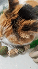 Calico cat plays with toys and lounges at home