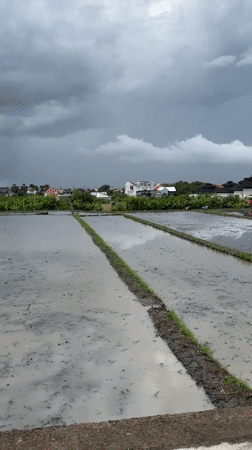 North Kuta scenes show flooded rice fields, street life