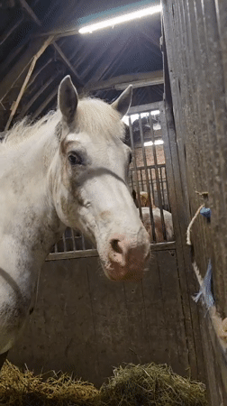 Horses feed and interact with visitors at Belgian stable