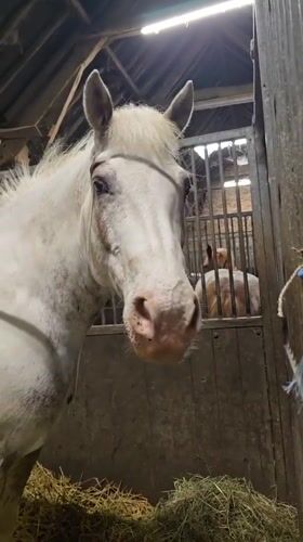 Horses feed and interact with visitors at Belgian stable