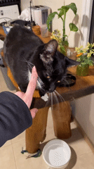 Cats observed in indoor domestic setting in Ushuaia
