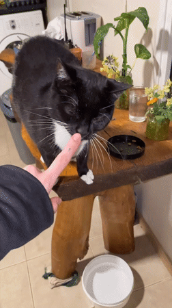 Cats observed in indoor domestic setting in Ushuaia