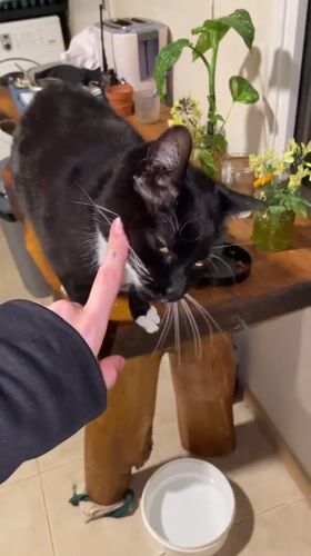 Cats observed in indoor domestic setting in Ushuaia
