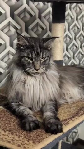 A Maine Coon cat with grey and black fur and a fluffy mane is lying on a cat tree. The cat is looking towards the right of the frame, with its ears pointed up. The cat tree has a scratching post and a dark grey top platform. Behind the cat, there is a wall with a geometric pattern in shades of grey. The lighting suggests it is daytime indoors. The cat appears calm and relaxed. There is no visible text in the video.