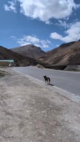 The video shows a desolate mountain landscape with a paved road running through it. A dog is standing on the side of the road, facing away from the camera. The dog is medium-sized with dark fur and a white patch on its chest. The road is asphalt and appears to be well-maintained. In the background, there are steep, barren mountains with rocky slopes. The sky is blue with scattered white clouds. There are some vehicles visible in the distance, including a white car parked on the side of the road and what appears to be a truck or bus on the road further ahead. There are also some signs on the side of the road in the distance. The overall impression is one of a remote and rugged environment.