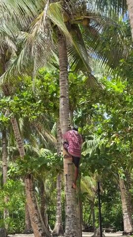 A man climbs a palm tree on a sunny day. He is wearing a pink and black shirt and dark shorts. The trunk of the tree is light brown and has ridges. There are green leafy trees and other palm trees in the background. The sky is visible at the top of the frame.