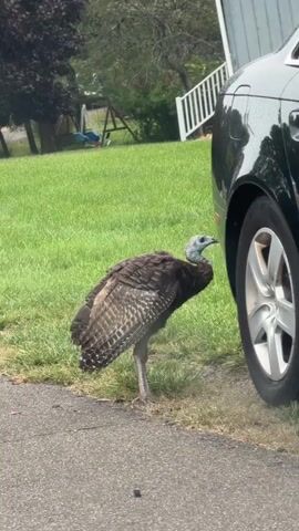 A wild turkey with dark brown and gray feathers stands on the edge of a paved surface next to a black car. The turkey has a blue head and a dark neck. The car's rear wheel and part of its body are visible. Behind the turkey, a green lawn is visible, with a swing set and trees in the background. The scene appears to be in a residential area on a clear day.