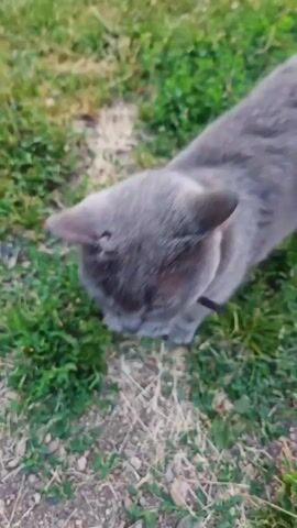 The video opens with a top-down view of a gray cat with a black collar walking on dirt and grass. A hand reaches into the frame, and the cat nudges its head against the fingers. The hand then begins to pet the cat’s head and neck. The cat appears relaxed and receptive to the petting. The scene takes place outdoors in what appears to be a yard or garden.