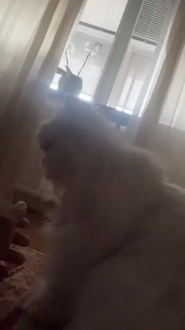 A person's hand is petting a fluffy white dog in front of a window with curtains. The dog is facing the person, with its head down, and appears to be licking or nibbling the person's hand. The room is dimly lit, with light coming from the window. There is a plant on the windowsill.