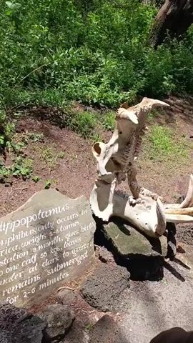 The video shows a person interacting with a display of a hippopotamus skull in an outdoor setting. The hippopotamus skull, a large, partially assembled bone structure, rests on a small, dark-colored rock pile. Nearby, a gray, irregularly shaped rock slab displays information about hippopotamuses, noting their weight, gestation period, calving details, grazing habits, and submersion time. The background consists of green foliage and soil, suggesting a natural or semi-natural environment, possibly a park or zoo. The person's hand is visible as they reach to touch and slightly adjust the skull, indicating interaction with the display.
