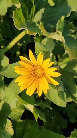 The video shows a close-up, vertical shot of a single yellow flower with many petals. The flower is centered in the frame. Behind and around the flower are large, green leaves, some of which are out of focus. The lighting suggests it is daytime, with sunlight casting shadows on the leaves. The video is very still, with no movement or people visible. The focus is on the flower and its immediate surroundings.