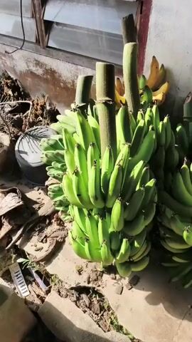 Numerous bunches of green bananas are displayed on a concrete floor, leaning against a weathered, off-white wall. Some of the bananas appear to be more mature and are yellowing. The scene is outdoors, suggested by the natural lighting and the presence of dirt and debris on the ground. There are no people visible in the video. The camera pans slowly across the bananas, focusing on their arrangement and varying stages of ripeness.