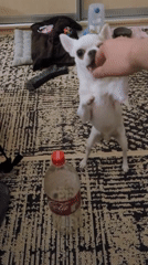 Person feeds treats to white chihuahua during indoor evening session