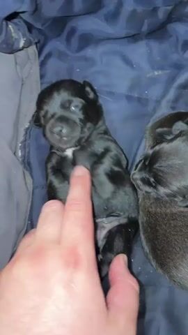 A human hand is petting a black puppy with blue eyes. The puppy is lying on its back, revealing its belly and hind legs. Another black puppy is partially visible to the right of the first puppy. Both puppies appear to be very young, likely newborns, given their closed eyes and underdeveloped features. They are nestled on a dark blue, possibly fabric, surface. The lighting is dim, creating a somewhat dark and intimate atmosphere.