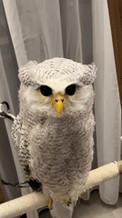 Speckled owl perched on a cloth-wrapped branch in Bali