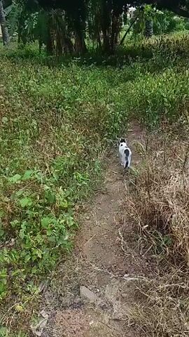 A black and white cat walks along a dirt path through tall green grass and foliage. The cat moves from right to left across the frame, occasionally pausing to sniff the ground. The video is shot from a high-angle perspective, looking down on the cat and the path. The environment appears to be a rural or overgrown area. The cat's tail is long and bushy, and it has black spots scattered across its white fur. The cat's movements are fluid and graceful. The camera follows the cat as it walks.