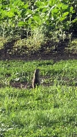 A prairie dog stands upright in a grassy field, looking to its right. Behind it, a row of young plants, possibly sunflowers, grows on a raised, dark patch of earth. The sun casts shadows across the scene, indicating it is daytime.