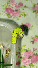 Green caterpillars and a caged parrot, up close in Rawalpindi