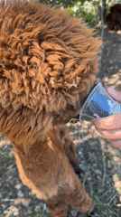 Farm visit in Malo Buchino featuring alpaca feeding and countryside scenes