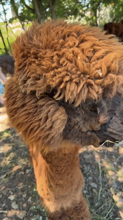 Farm visit in Malo Buchino featuring alpaca feeding and countryside scenes