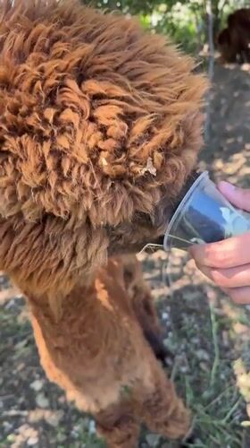 Farm visit in Malo Buchino featuring alpaca feeding and countryside scenes