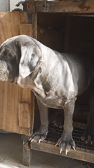 Dogs fed and housed at Jos residence