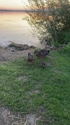 Three ducks are on a grassy bank next to a body of water at dusk. One adult duck is on the left, facing right. A smaller adult duck is in the center, facing left and slightly downwards. A duckling is to the right of the center adult, facing left. The water is calm and reflects the sky, which is colored with hues of pink and orange. Trees and foliage are visible on the right side of the frame.