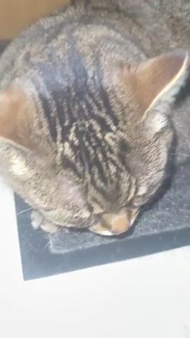 A tabby cat is sleeping on a mat. The cat's head is resting on the mat and its eyes are closed. The cat's fur is striped with black and brown. The mat is dark gray and is on a light-colored wooden floor. The video is a close-up shot of the cat's head and upper body.