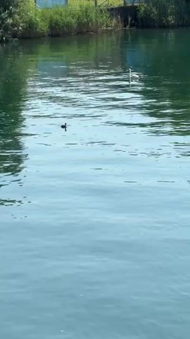 A still shot from a video captures a calm body of water, likely a lake or pond, on a clear day. The water is a deep green and reflects the sky and the surrounding vegetation. In the foreground, the water is a bright blue, with ripples creating a shimmering effect. Two birds are visible in the water. The first, a small dark bird, is closer to the viewer, appearing to swim on the surface. Further in the distance, a larger white bird, possibly a swan, is also on the water. The background shows a lush green embankment lined with tall reeds and trees, with a hint of a blue structure, possibly a building or fence, behind the reeds. The overall scene is serene and natural, suggesting a peaceful outdoor setting.