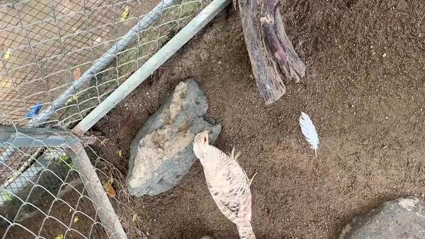 A high-angle shot shows a pheasant standing on a dirt floor next to a large rock and a piece of wood. A white feather lies to the right of the pheasant. A wire fence is visible on the left side of the frame. The pheasant is facing away from the camera and then turns its head to look at the camera. The pheasant then turns away from the camera and walks forward.