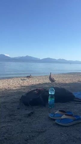 The video opens to a beach scene. In the foreground, a pair of blue and tan flip-flops sit on dark sand. Behind them, a backpack is partially visible, with a blue plastic water bottle standing upright in front of it. Further back, two ducks are present on the shoreline of a calm body of water. One duck stands facing the left, while the other is facing away from the camera, walking towards the right. The water extends to the horizon, where distant mountains are visible under a clear blue sky. A beach towel is laid out on the sand behind the backpack. There is a person in the far distance on the right side of the frame.