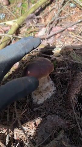 A gloved hand is shown interacting with a single mushroom growing amongst forest debris. The mushroom has a brown cap and a thick white stem. The hand, covered in a dark grey glove, gently presses down on the mushroom's cap. The background consists of dry leaves, pine needles, twigs, and branches, suggesting an outdoor, woodland environment. The lighting indicates it is daytime, with sunlight filtering through the trees, casting shadows.
