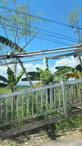 The video pans across a rural landscape under a bright blue sky with scattered clouds. The foreground shows a portion of a road or pathway. To the left, a white railing and a concrete structure are visible, with banana trees and lush green foliage in the background. Further into the scene, a green rice field stretches out, bordered by trees and a small waterway. In the distance, mountains can be seen. The video also captures a rustic building with a corrugated metal roof and green wooden walls. Power lines are strung across the sky throughout the video.
