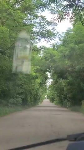 This media file is a first-person perspective video shot from inside a vehicle traveling down a paved road. The road is flanked by dense, lush green trees that form a canopy overhead, creating a tunnel-like effect. Sunlight filters through the leaves, dappling the road. The sky is visible in patches through the foliage, appearing bright and possibly overcast or hazy. The road surface shows signs of wear and tear, with cracks and uneven patches. In the distance, the road appears to curve slightly and the tree line continues, suggesting a rural or natural setting. The interior of the vehicle is partially visible in the foreground, including the windshield wipers and a portion of the dashboard. There are no people clearly visible in the video. The overall impression is one of a peaceful, scenic drive through a wooded area. The time of day appears to be daytime, and the weather seems fair, though not intensely sunny. The location context provided is Hora, Ukraine. There is no visible text in the media file.