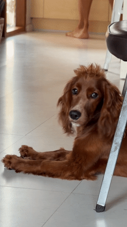Dog rests on kitchen floor in Chang Phueak, Thailand