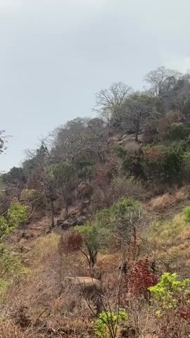 A lone elephant walks uphill on a dry, rocky slope dotted with sparse, dry vegetation and trees. The sky is overcast.