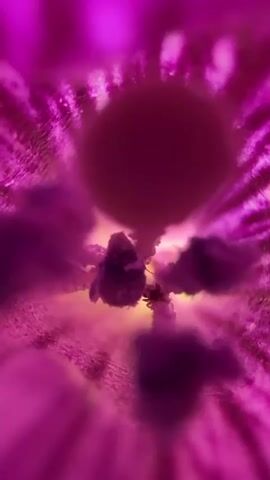 This video appears to be a close-up, abstract shot with a purple and pink color scheme. The camera seems to be moving through a tunnel-like structure with textured, radiating walls. In the center, there is a dark, circular object surrounded by cloudy, amorphous shapes that shift and swirl. The lighting creates a dramatic, almost psychedelic effect. It is difficult to discern any specific people, objects, or actions due to the abstract nature of the imagery. The environment is unclear but suggests an internal, possibly microscopic, or surreal space.