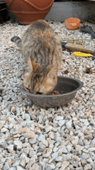 Tabby cat pauses meal to acknowledge camera observer