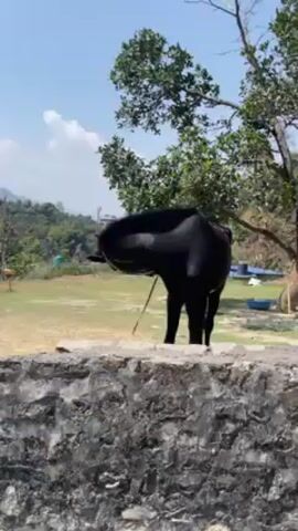 The video shows a black horse standing in a grassy field, partially obscured by a low stone wall. The horse is wearing a halter and lead rope. There are trees and hills in the background, and the sky is blue with some clouds. The horse occasionally looks up, but mainly seems to graze.