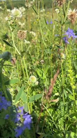The video shows a close-up, handheld view of a meadow full of wildflowers. The camera moves through the tall green grass, focusing on various flowers. In the foreground, some flowers are blurred, while others are in sharp focus. There are white clover-like flowers, tall brown seed heads, and small purple flowers with delicate petals. The background is a blur of more flowers and greenery, with a hint of a blue sky and distant hills. The lighting suggests it is daytime with bright sunlight. No people or animals are visible.